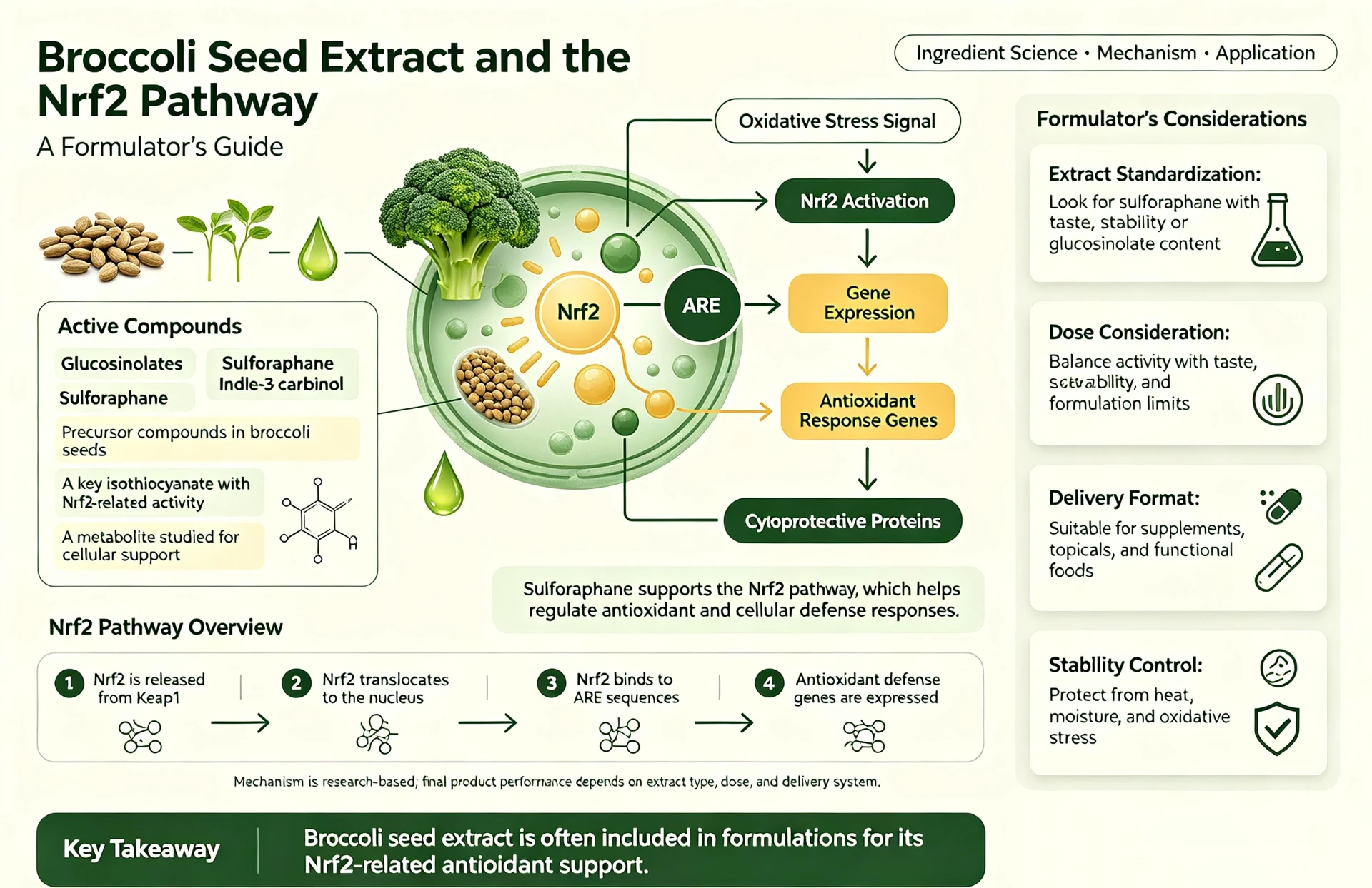 Broccoli seed extract Broccoli seed extract